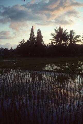 Blue and pink sunset clouds are reflected in wet-rice field at sunset