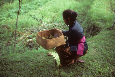 Offerings by my field, Ubud Inn