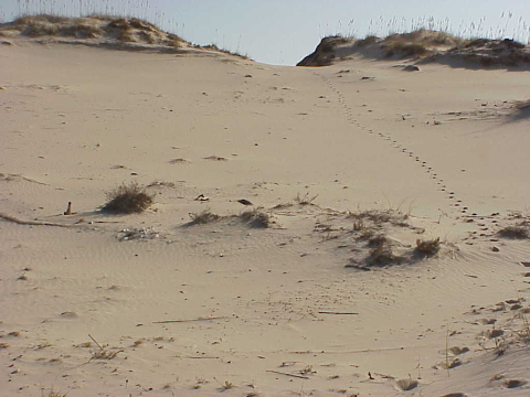 Bear Island dunes