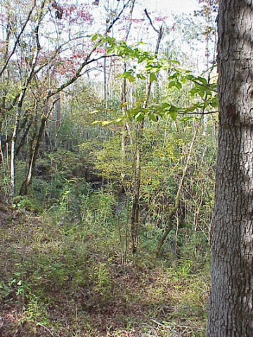 Bottomland hardwood forest inland from the swamp forest