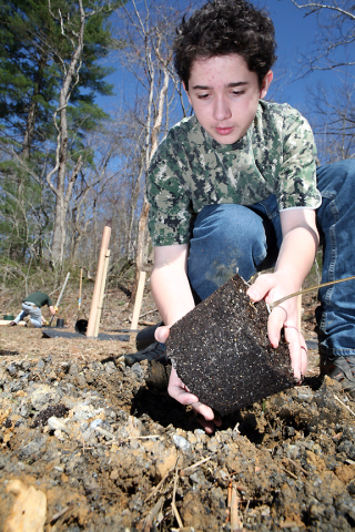 American chestnut plant and a boyscout