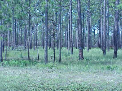 Burned Longleaf Savannah