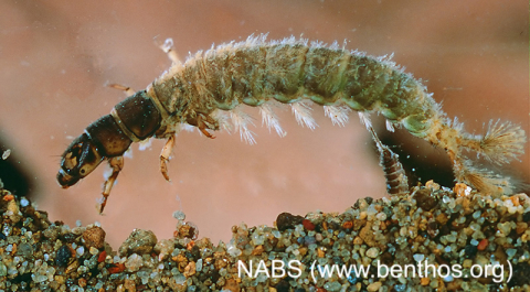 Caddisfly larva in water