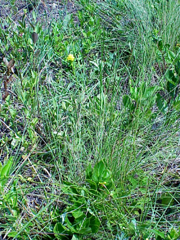 Carolina sunflower