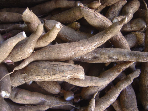 Cassava root