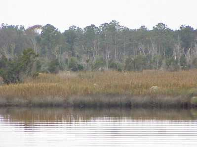 Freshwater marsh with salt marsh fringe at low salinity area