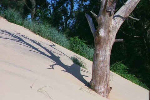 Sand migration from Run Hill Dune into neighboring Nags Head Forest