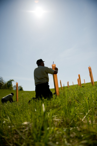 American chestnut restoration