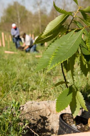 American chestnut plant