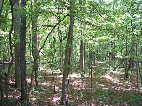 Chestnut Oak: a common type of eastern deciduous forest