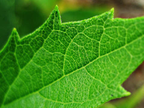 Close up of green leaf