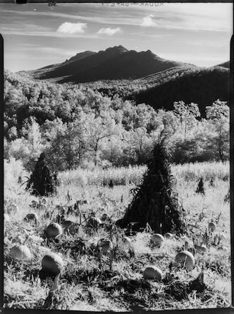 Grandfather Mountain with corn and pumpkins.