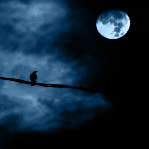 Crow gazing at the moon