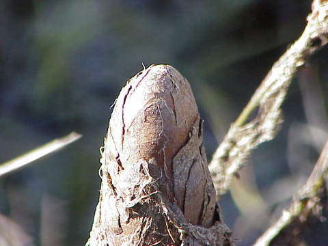 The "knees" of cypress