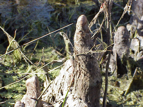 More "knees" of cypress