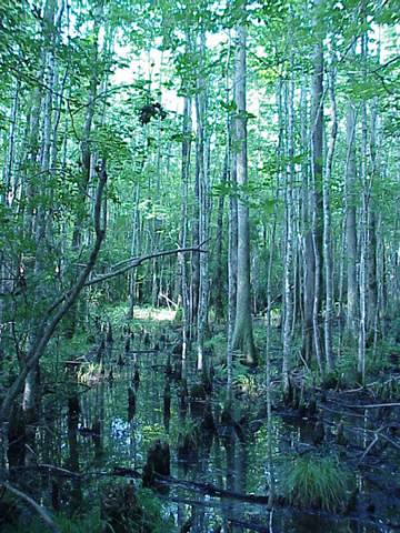 Cypress gum swamp