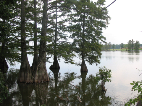 Cypress swamp