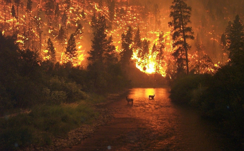 Deer fleeing a wildfire