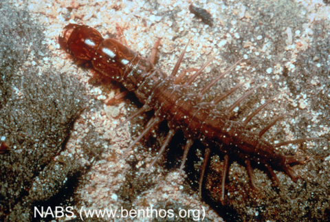 Dobsonfly larva