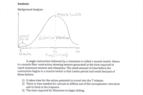 Student work sample: Muscle