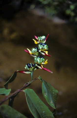 Multi-colored Ecuadorian flower