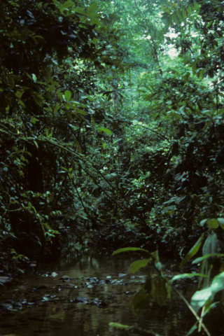 Stream running through the Ecuadorian rainforest