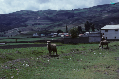 Sheep in a pasture south of Riobamba, Ecuador