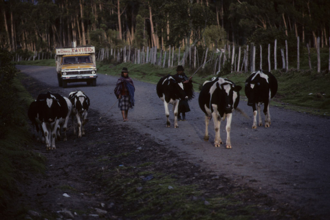 Two Ecuadorians herding cows along the road