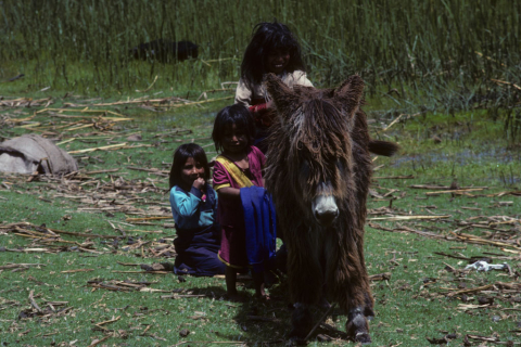 Three children play with a Shetland pony