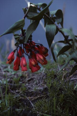 A plant with red flowers in Ecuador