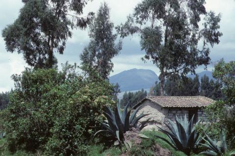 A tile-roofed stone hut amidst verdant vegetation