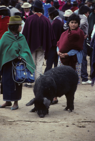 Leading a pig to market in Riobamba, Ecuador