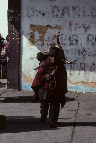 Carrying a cow's head to market