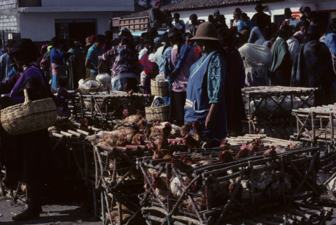 Chickens for sale in Saquisilí, Ecuador