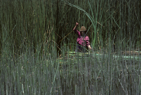 Cutting reeds south of Riobamba, Ecuador