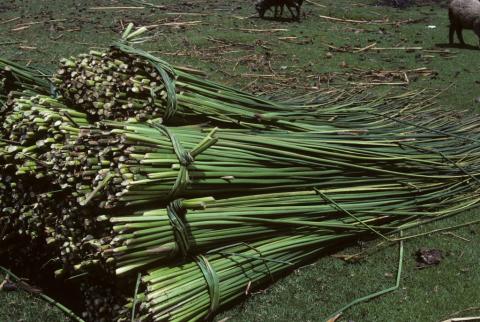 Bundles of cut reeds south of Riobamba, Ecuador