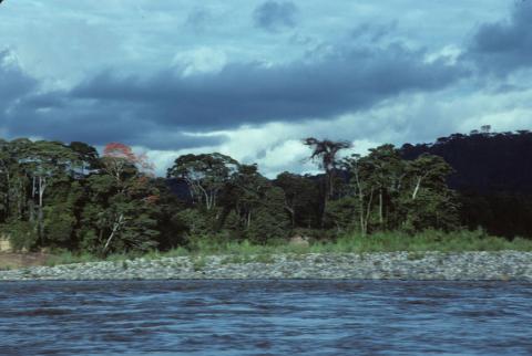 A view of the riverbank of the Napo river.