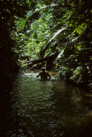 Wading through a jungle stream near Misahualli, Ecuador