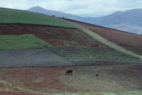 Patchwork of agricultural plots on a hillside outside Riobamba, Ecuador