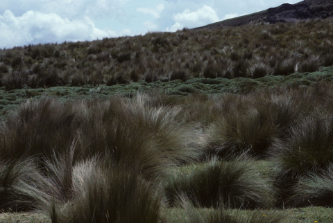 The paramo south of Riobamba, Ecuador