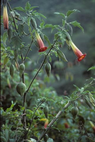 Trumpet flowers near Otavalo, Ecuador