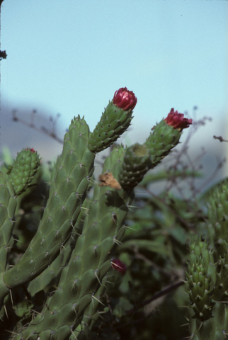 Cactus flowers in Otavalo, Ecuador