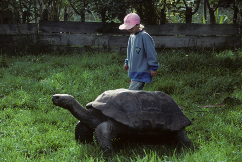 Large turtle in Otavalo, Ecuador