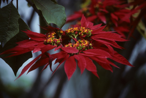 Poinsettia plant in Quito, Ecuador