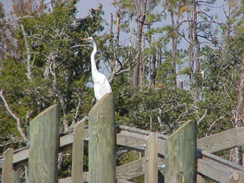 Egret