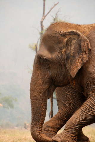 Elephant in nature park