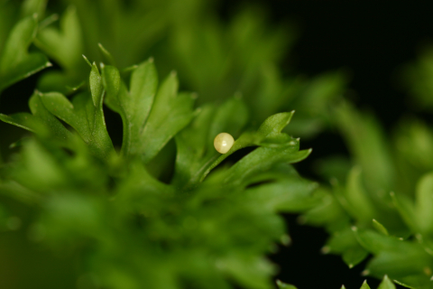 Eastern black swallowtail butterfly: Egg, day 1