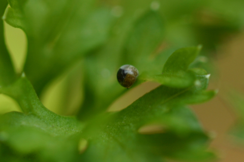 Eastern black swallowtail butterfly: Egg, day 7