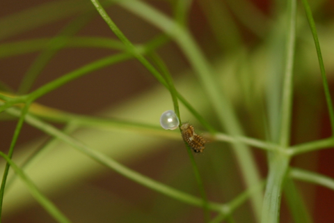 Eastern black swallowtail butterfly: Larva emerging from egg, day 7