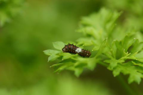 Eastern black swallowtail butterfly: Larva, first instar, day 1 after hatching